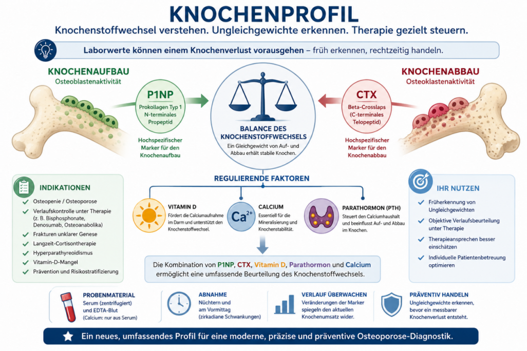Infografik zum Knochenprofil: Knochenstoffwechsel, Aufbau und Abbau, relevante Marker wie P1NP und CTX, sowie regulierende Faktoren wie Vitamin D, Calcium und Parathormon.